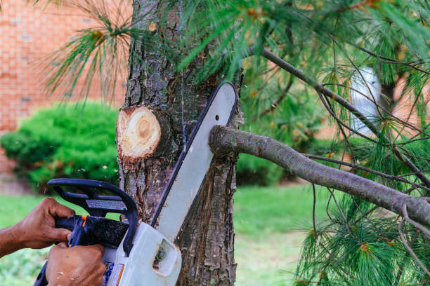 Best Tree Maintenance Programs  in Westwego, LA